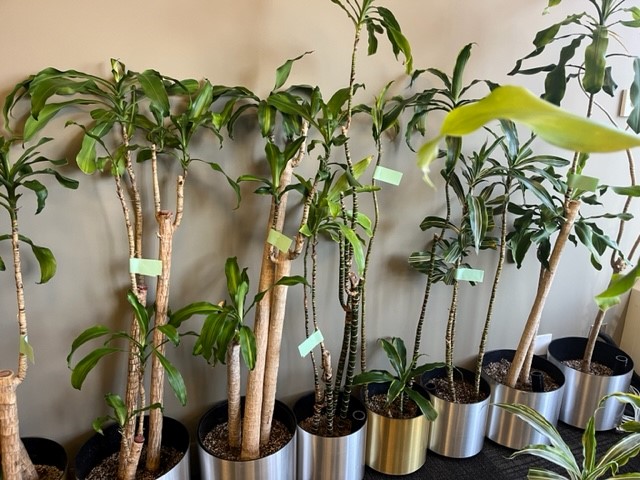 "Misfit" plants, assorted sizes